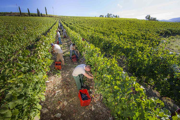 Frescobaldi, vendemmia storica  Annata da vini straordinari