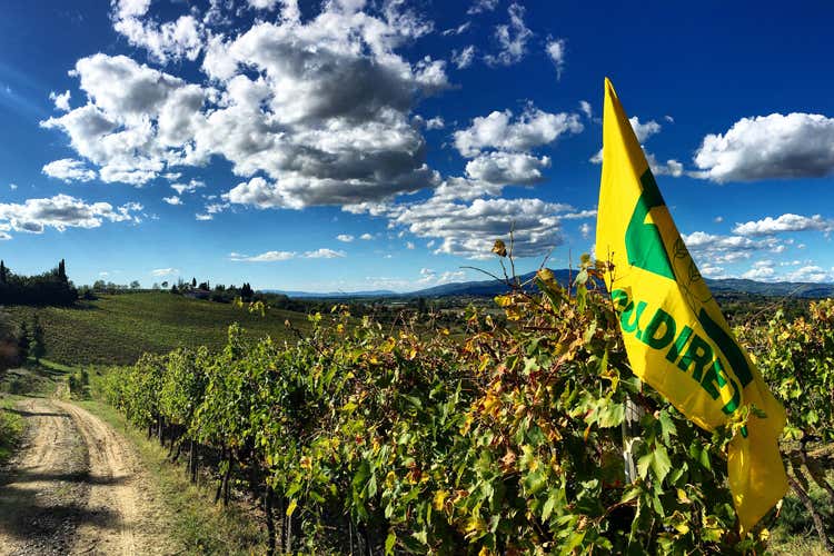 il vino italiano ha fatto registrare un fatturato di 11 miliardi di euro (Vendemmia al via, Italia leader Ma il raccolto caler&agrave; del 10%)