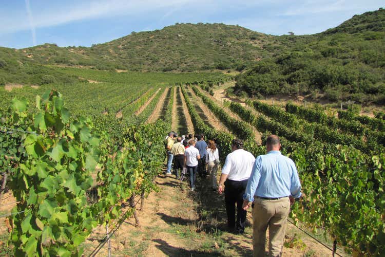 Vitigni siciliani (Vendemmia, primi bilanci Assovini Sicilia: &laquo;Qualit&agrave; ottima&raquo;)