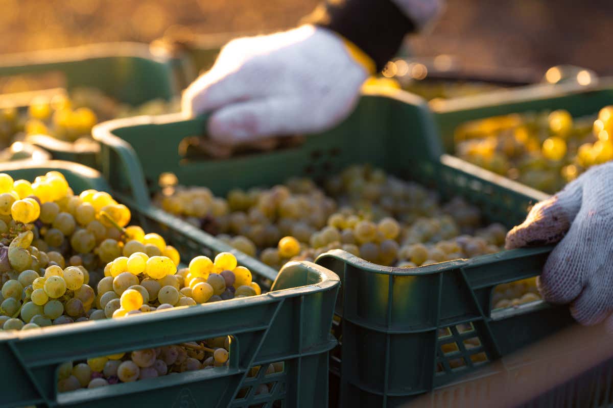 L'uva resiste a caldo a siccità, ma pesano i costi di produzione e logistica per il caro energia