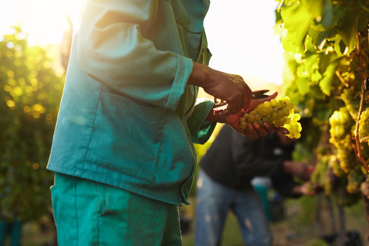 Condizioni climatiche, raccolta e qualità delle uve: come sarà la vendemmia 2022?
