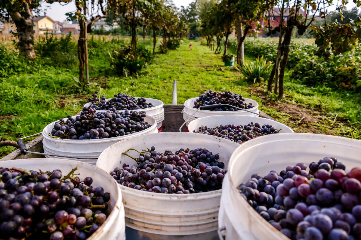 L'uva resiste a caldo a siccità, ma pesano i costi di produzione e logistica per il caro energia