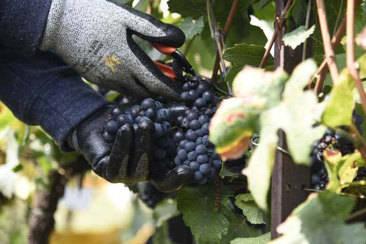 La produzione lombarda &egrave; prevista in calo del 20% (Vendemmia al via in LombardiaPrimi grappoli in Franciacorta)