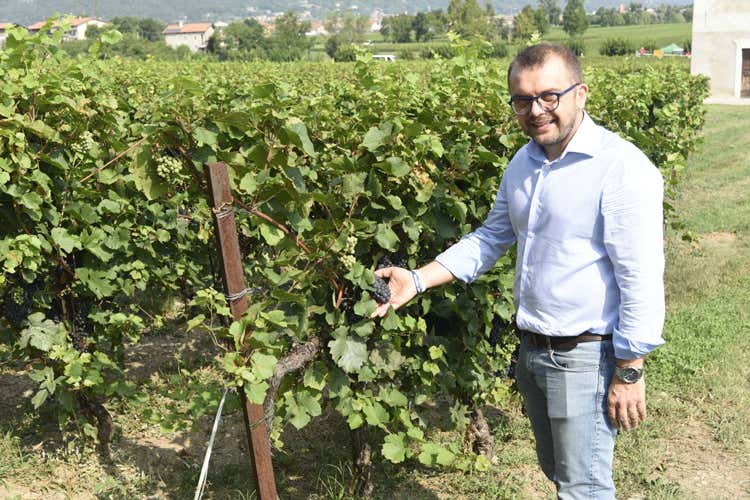 Fabio Rolfi (Vendemmia al via in LombardiaPrimi grappoli in Franciacorta)