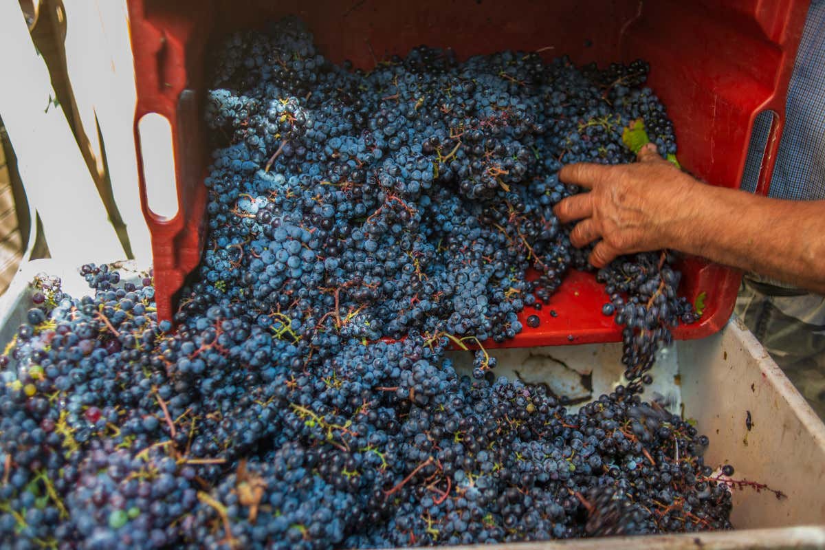 Condizioni climatiche, raccolta e qualità delle uve: come sarà la vendemmia 2022?