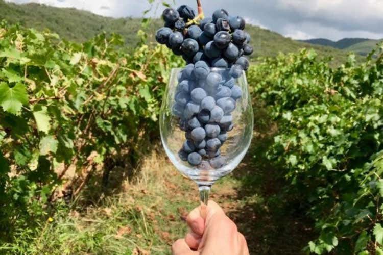 La raccolta dell'uva è iniziata in tutta Italia - Vendemmia difficile, sì ai voucher E più sostegno ai vini italiani