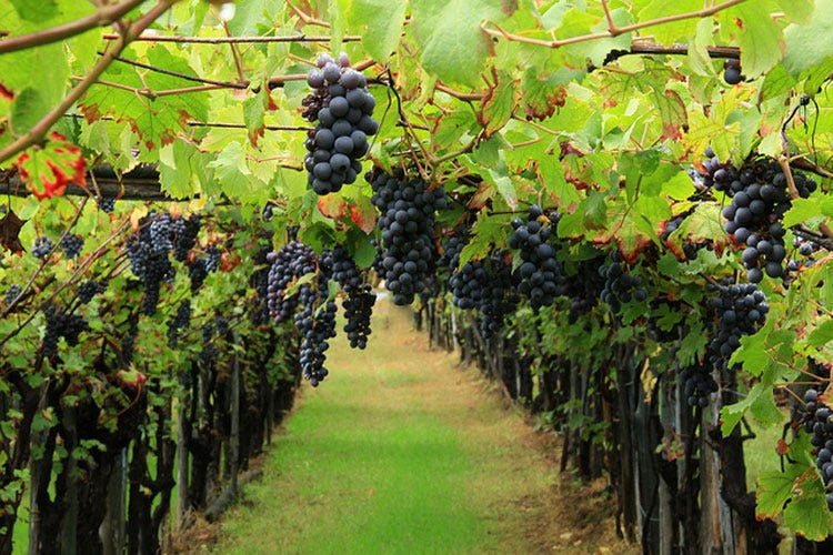 Il raccolto si attesterà tra i 45 e i 50 milioni di ettolitri - Vendemmia difficile, sì ai voucher E più sostegno ai vini italiani