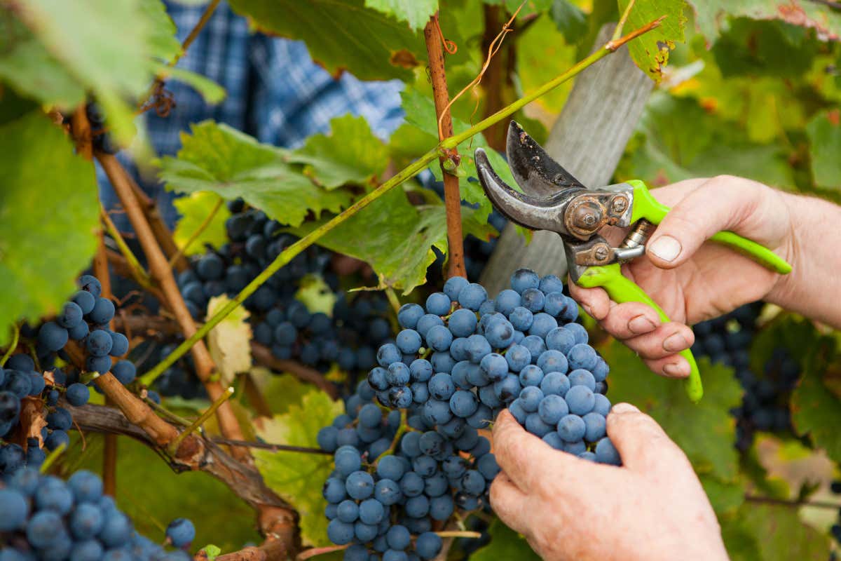 La vendemmia 2023 è stata la più leggera dal Dopoguerra