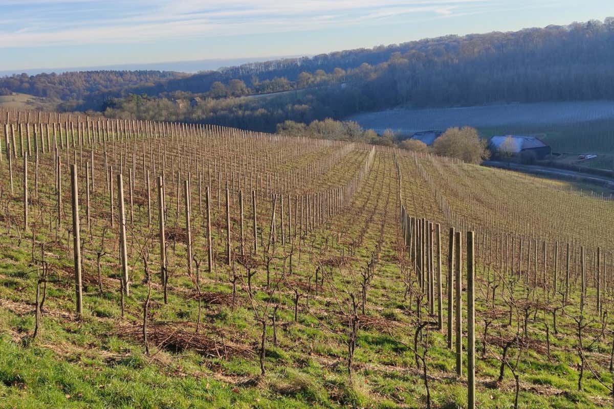 Vendemmia 2023 da record in Inghilterra: English sparkling favoriti dal meteo