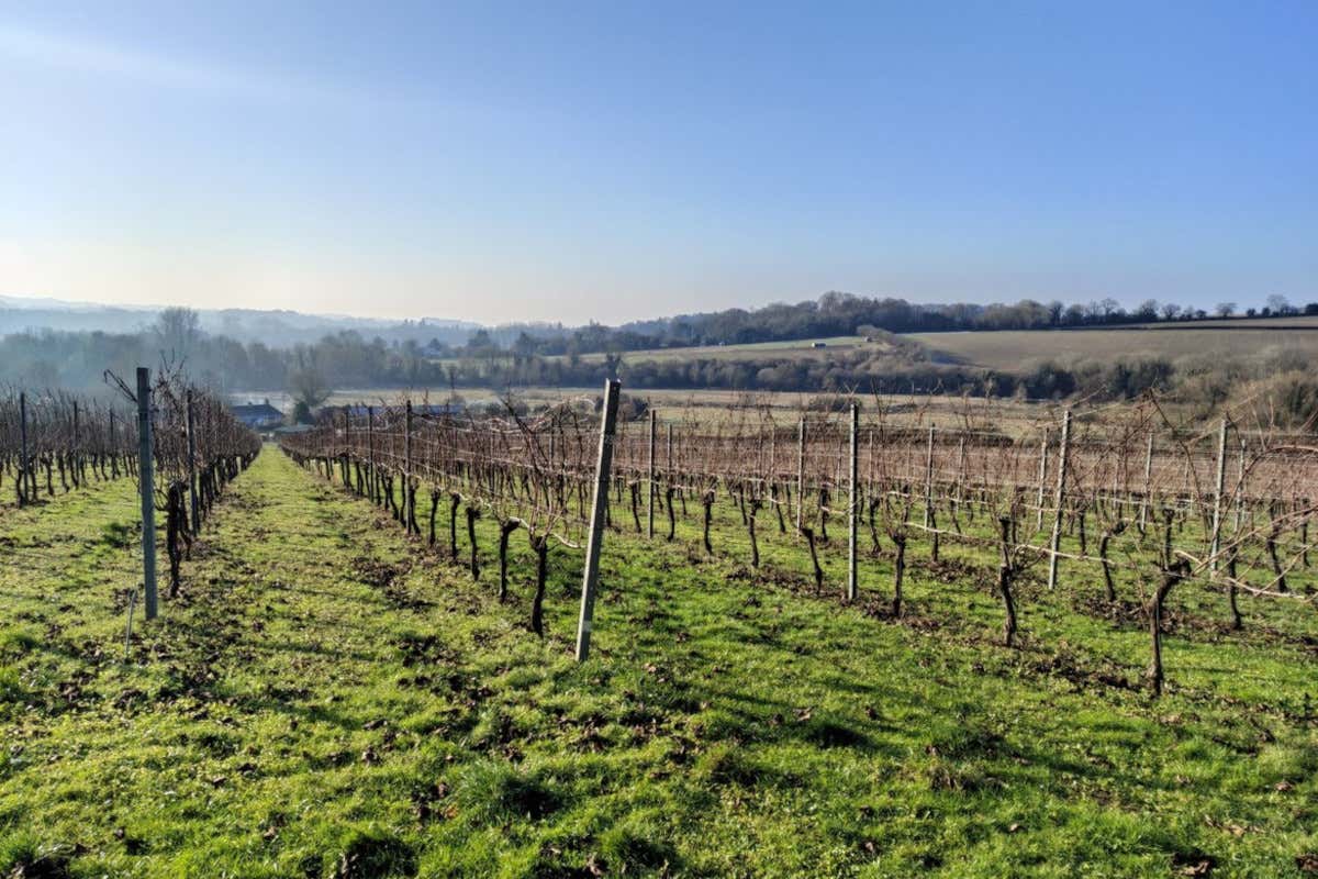 Vendemmia 2023 da record in Inghilterra: English sparkling favoriti dal meteo