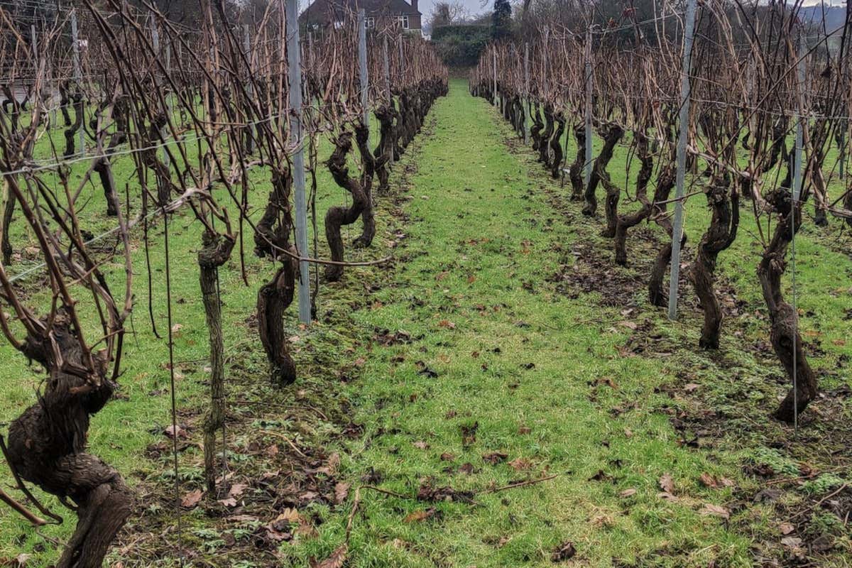 Vendemmia 2023 da record in Inghilterra: English sparkling favoriti dal meteo