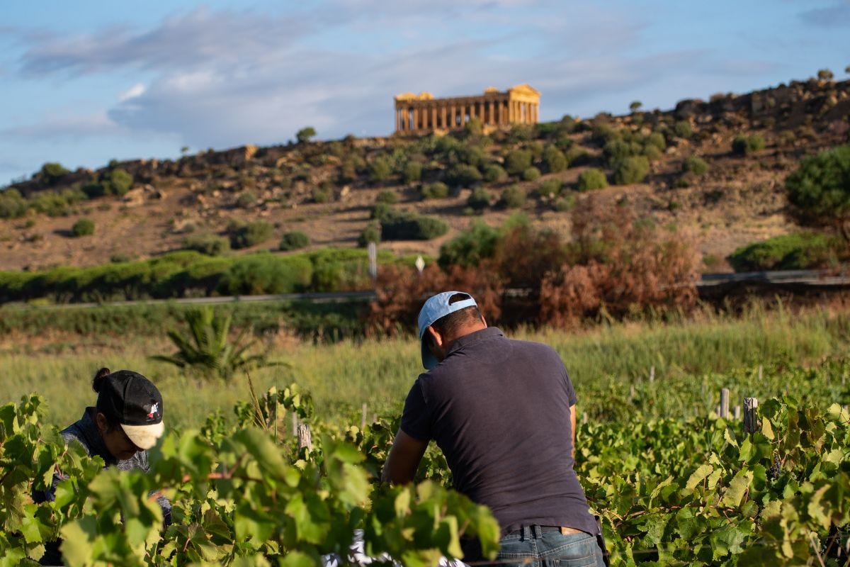 Previsioni 2023: per la Sicilia si prospetta una delle vendemmie più difficili