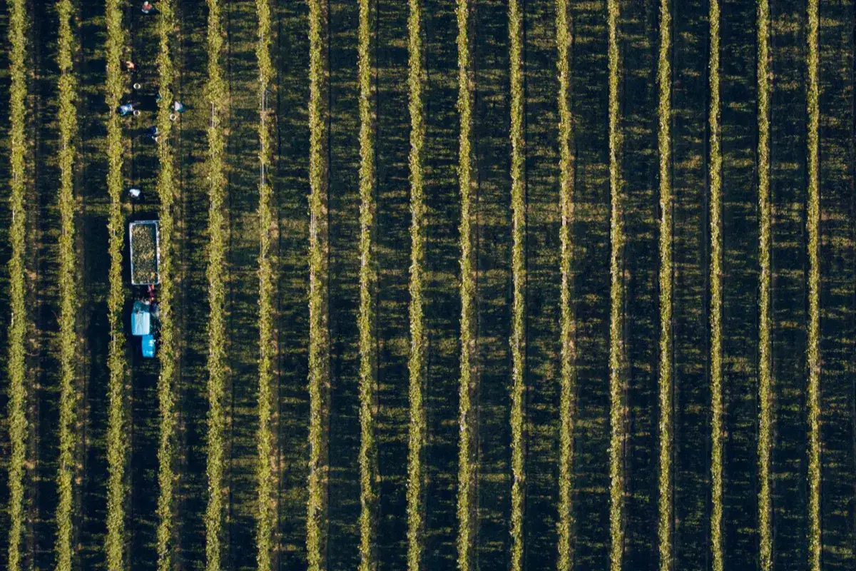 In Trentino caldo e siccit&agrave; cambiano la vendemmia: ok a Dop e Igp con pi&ugrave; alcol
