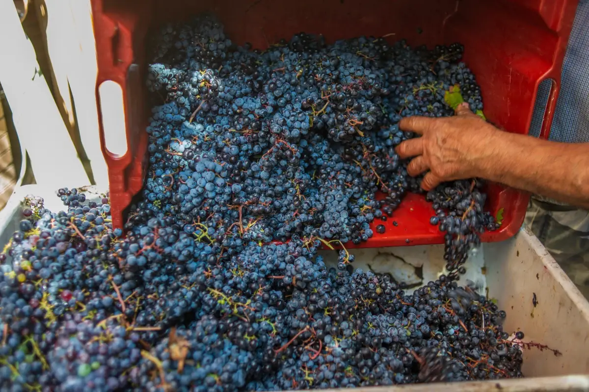 Condizioni climatiche, raccolta e qualit&agrave; delle uve: come sar&agrave; la vendemmia 2022?