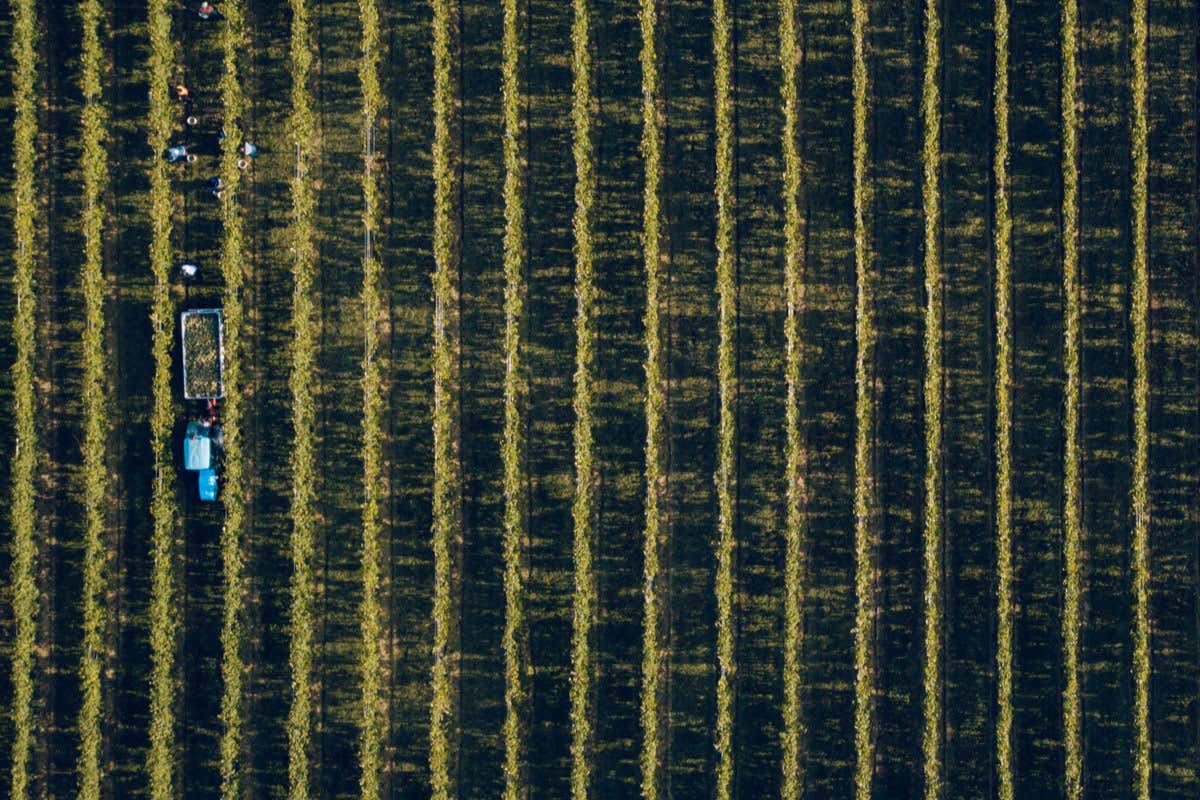In Trentino caldo e siccità cambiano la vendemmia: ok a Dop e Igp con più alcol