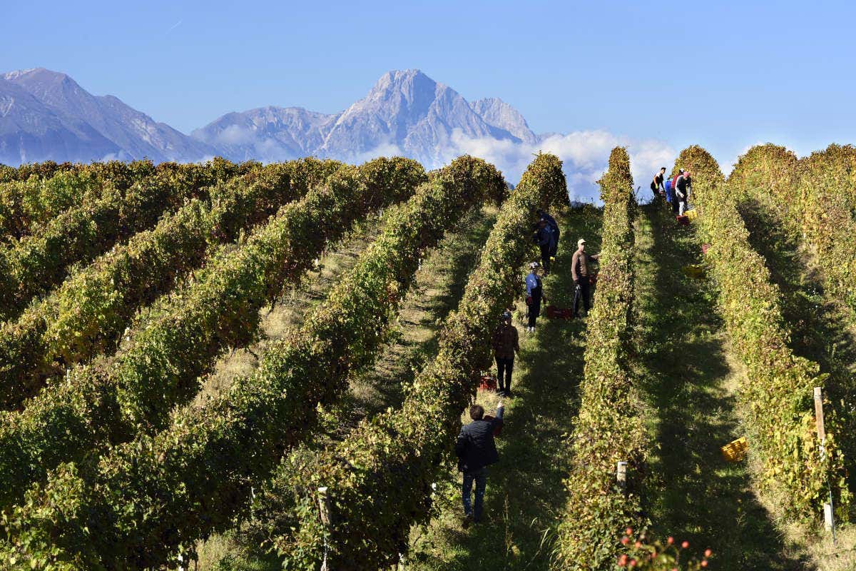 Vendemmia sfide climatiche e Peronospora colpiscono i vini d&rsquo;Abruzzo