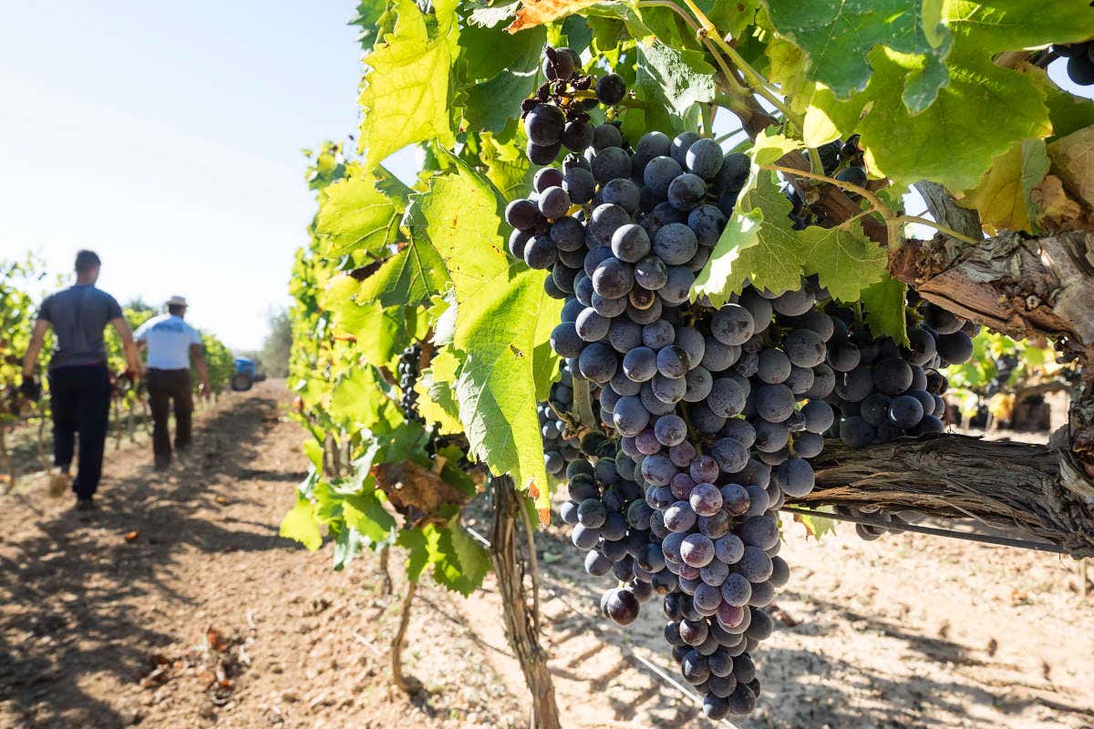 Hybla di Cantine Nicosia, speciale trasferta dall'Etna fino al Cerasuolo di Vittoria