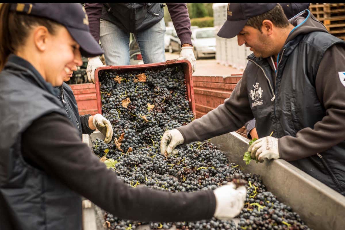 Vendemmia Regio Cantina -Piccini 1882