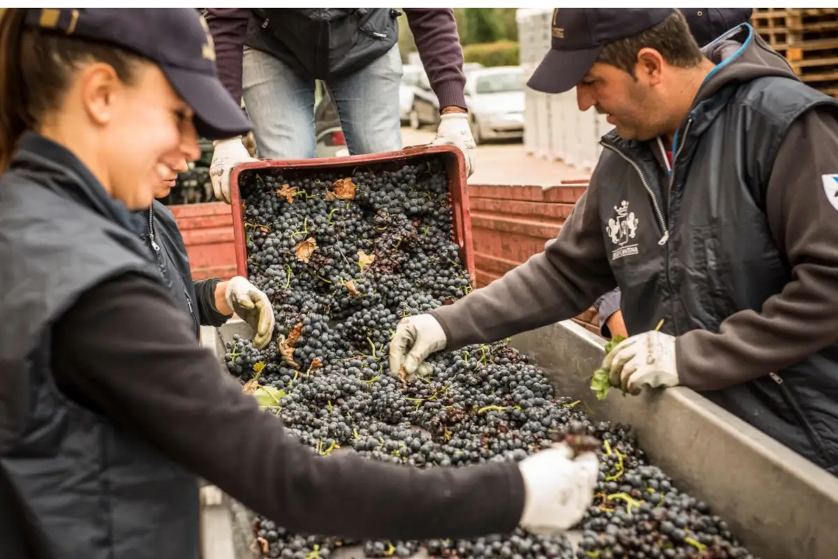Vendemmia Regio Cantina -Piccini 1882