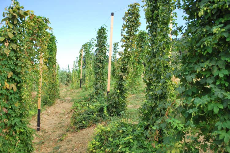 Una coltivazione di luppolo (Veneto, cercasi terre per il luppoloAccordo tra Regione e università) Una coltivazione di luppolo (Veneto, cercasi terre per il luppoloAccordo tra Regione e università)