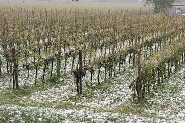 I danni del maltempo di domenica - Nubifragio in Veneto, è allarme I viticoltori: A rischio la vendemmia I danni del maltempo di domenica - Nubifragio in Veneto, è allarme I viticoltori: A rischio la vendemmia