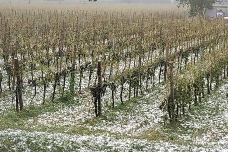 I danni del maltempo di domenica - Nubifragio in Veneto, è allarme I viticoltori: A rischio la vendemmia