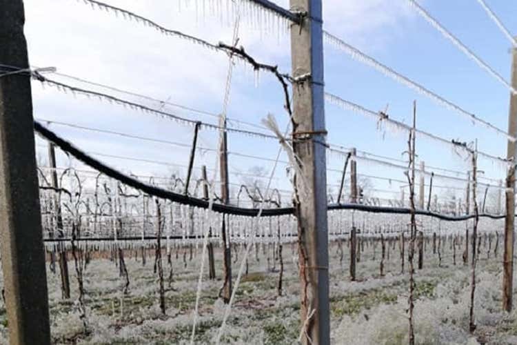 Gelate in Veneto Gelate improvvise nei vigneti Toscana, Veneto e Piemonte ko