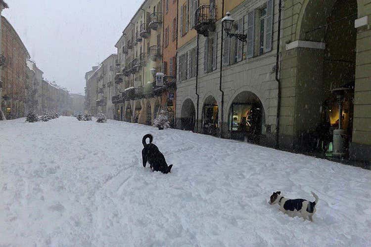 A Cuneo città imbiancata (Venezia torna sott’acqua Confesercenti stanzia 7 milioni)
