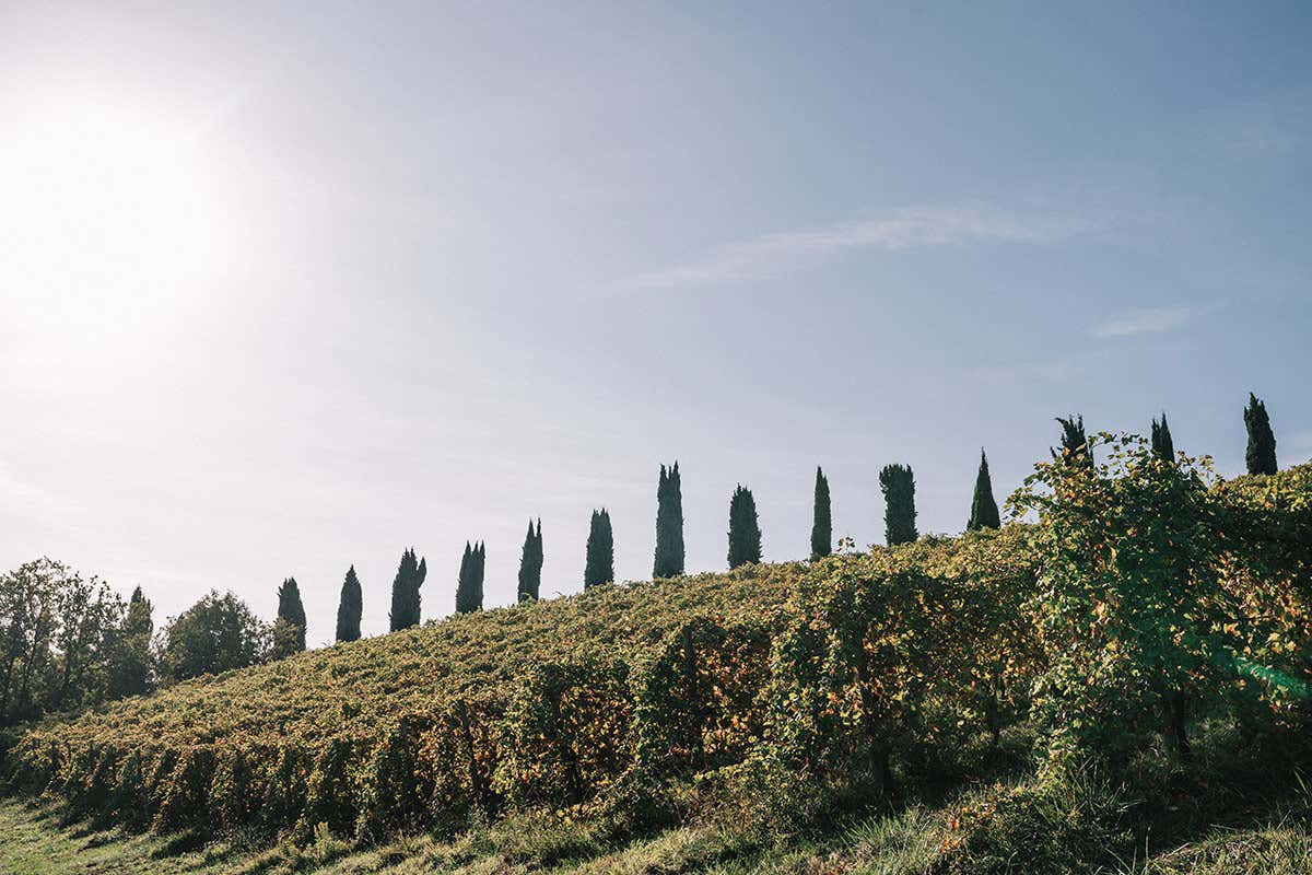 Venturini Baldini: vino, aceto e accoglienza nel cuore dell’Emilia Venturini Baldini: vino, aceto e accoglienza nel cuore dell’Emilia
