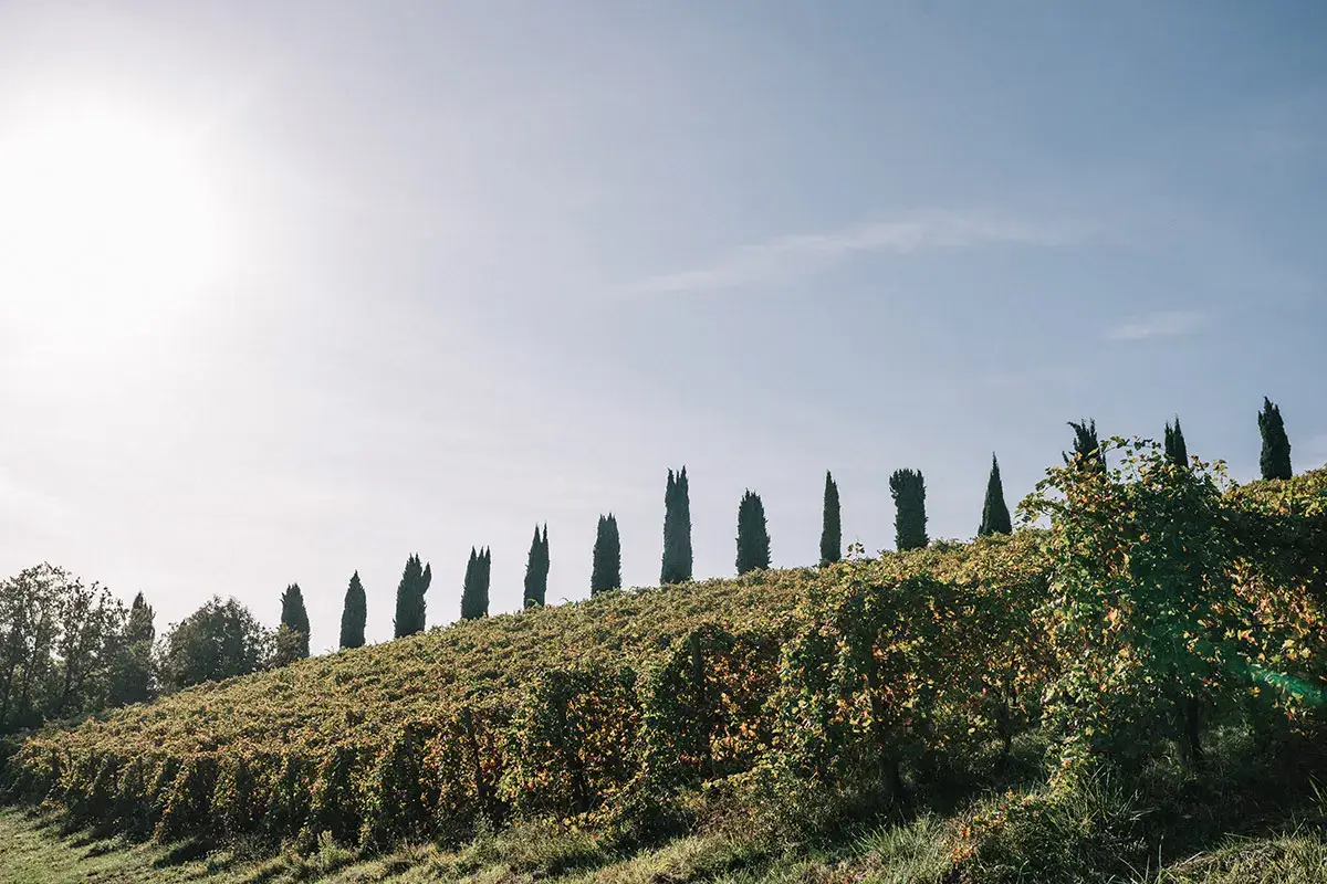 Venturini Baldini: vino, aceto e accoglienza nel cuore dell&rsquo;Emilia
