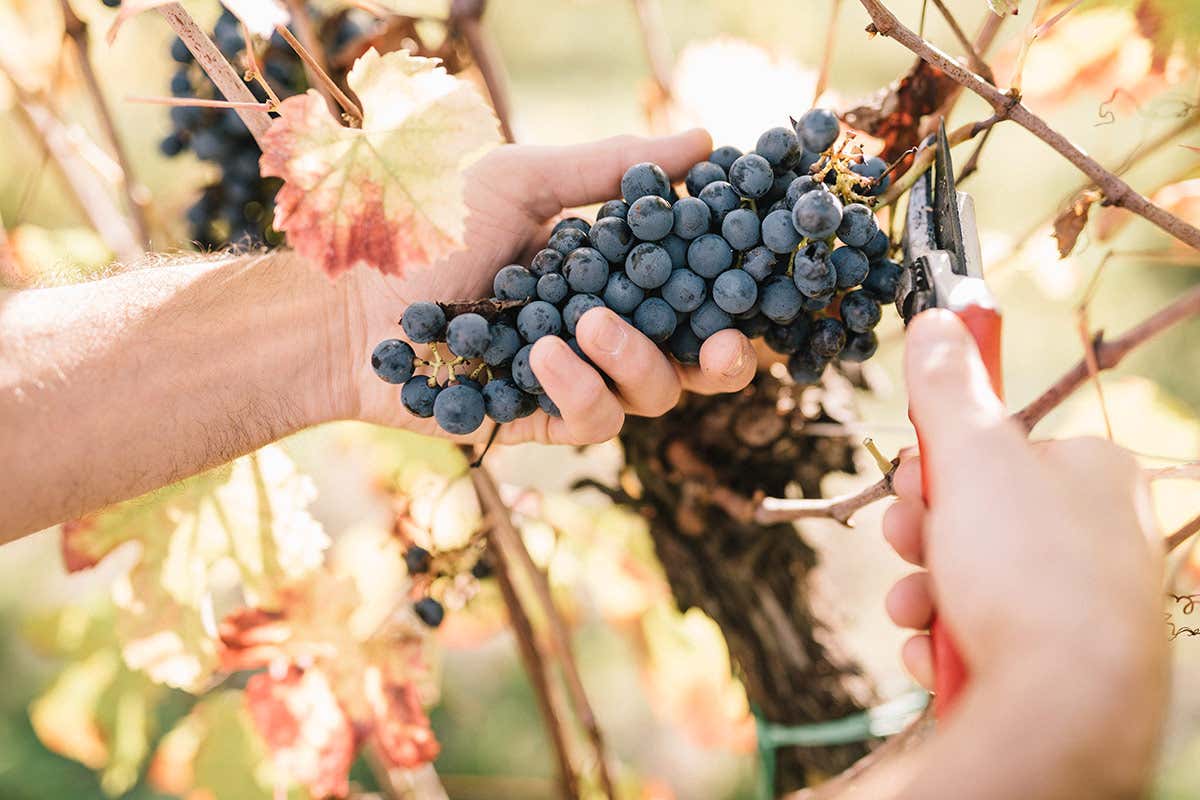 Venturini Baldini: vino, aceto e accoglienza nel cuore dell’Emilia Venturini Baldini: vino, aceto e accoglienza nel cuore dell’Emilia