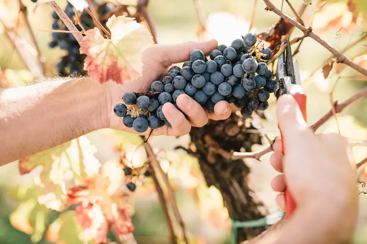 Venturini Baldini: vino, aceto e accoglienza nel cuore dell&rsquo;Emilia