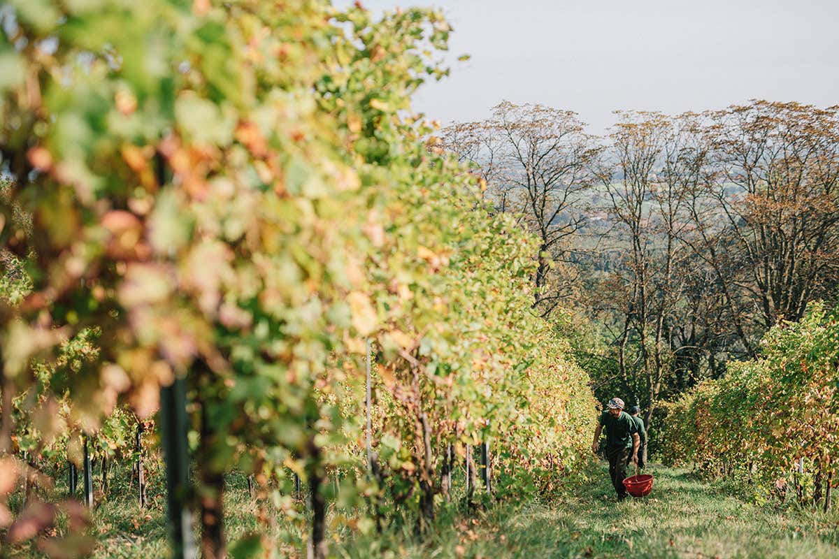 Venturini Baldini: vino, aceto e accoglienza nel cuore dell’Emilia Venturini Baldini: vino, aceto e accoglienza nel cuore dell’Emilia