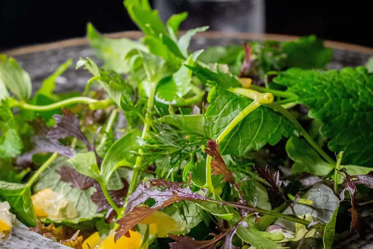 Verde Acqua Semplice, fresca e stagionale la cucina di Fuorinorma è a misura di sostenibilità