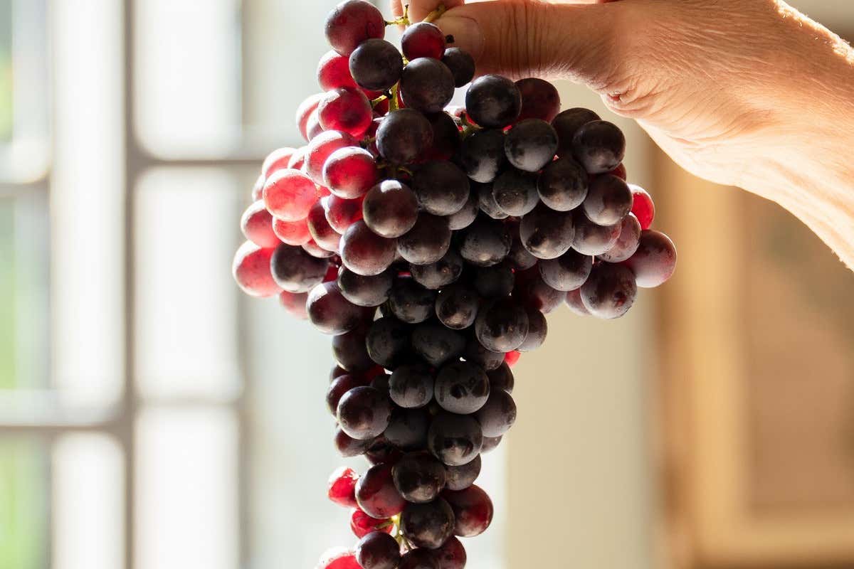 Nelle Langhe c’è un vino rosso (unico) che ha compiuto 30 anni Nelle Langhe c’è un vino rosso (unico) che ha compiuto 30 anni