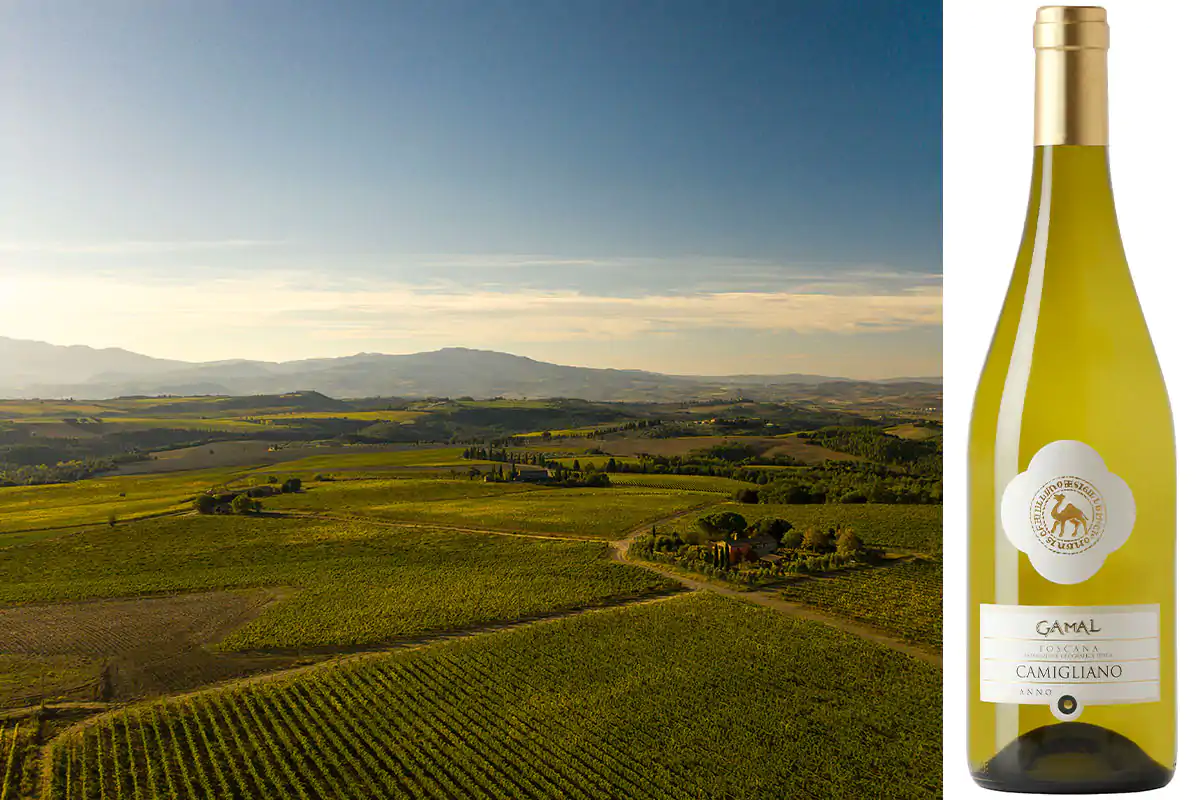 Vermentino Gamal di Camigliano Vermentino Gamal di Camigliano, un vino da medaglia d'oro