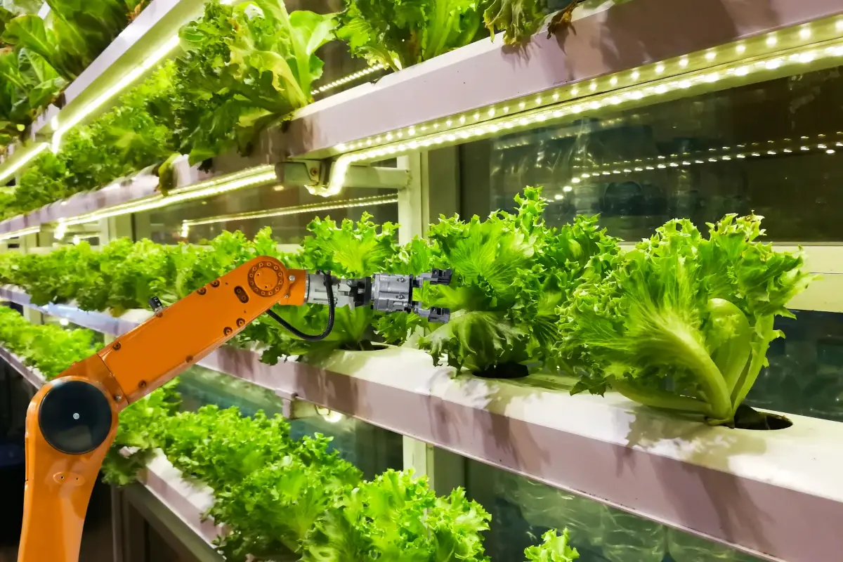 Contro lo spreco di acqua a Dubai apre la pi&ugrave; grande fattoria verticale del mondo