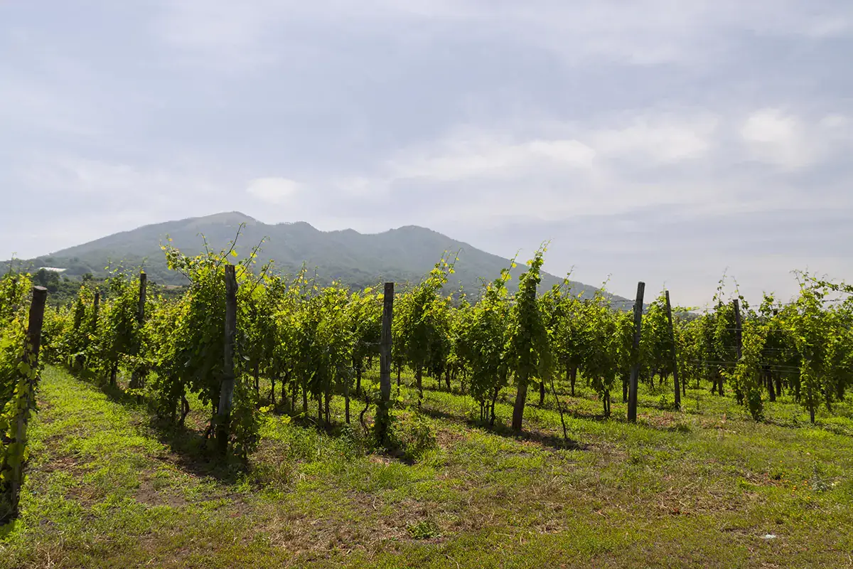 Vigneti con il Vesuvio sullo sfondo A cena con il Vesuvio, i vini vulcanici arrivano a Milano