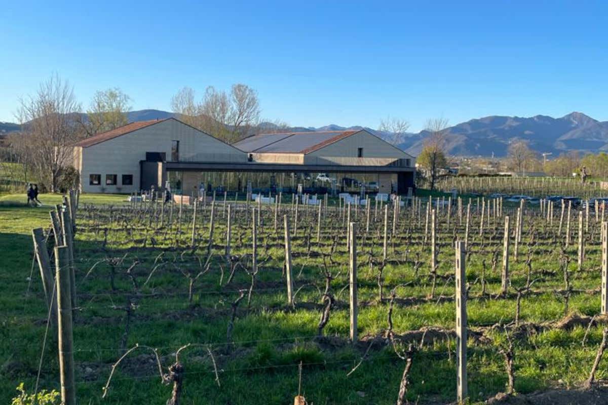 Mattia Vezzola Metodo Classico: 50 anni spumeggianti