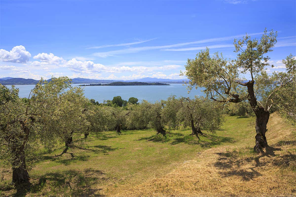 La via umbra dell’olio per un cammino nel gusto La via umbra dell’olio per un cammino nel gusto