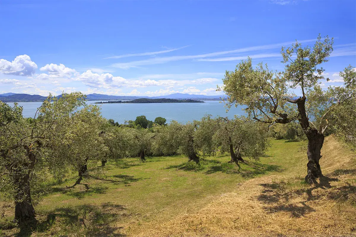 La via umbra dell&rsquo;olio per un cammino nel gusto
