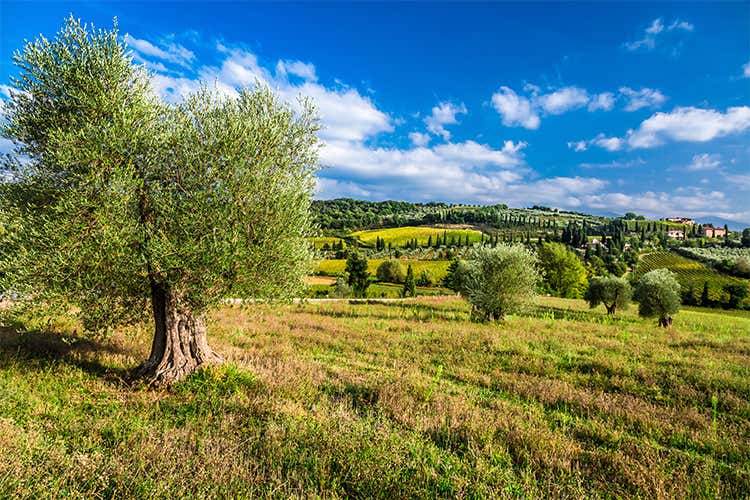 In viaggio per l&rsquo;Italia olivicola per apprezzare il lavoro dei produttori
