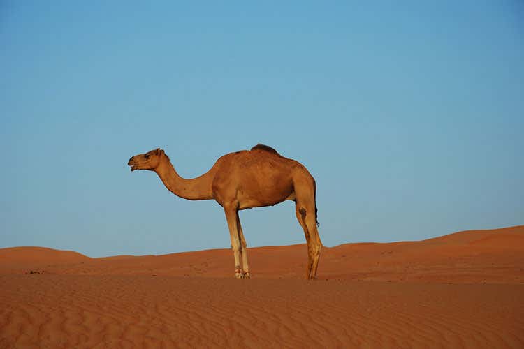 (In viaggio lungo la via dell'incenso Oman, tra deserto e tradizioni)