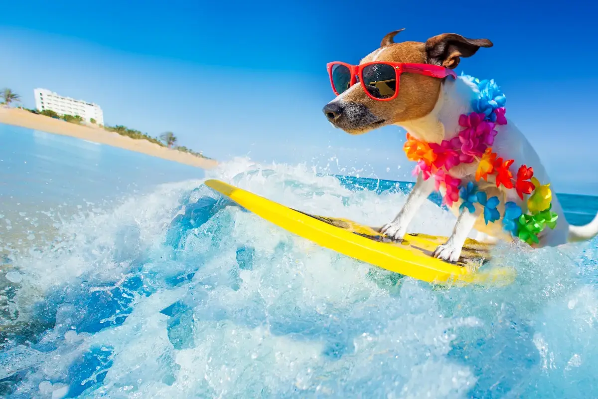 In viaggio con il cane: i consigli dell'esperta per una vacanza felice
