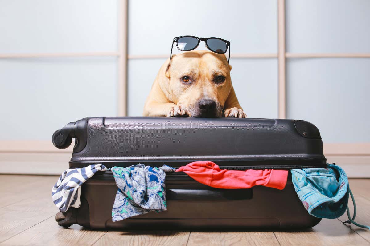 In viaggio con il cane: i consigli dell'esperta per una vacanza felice