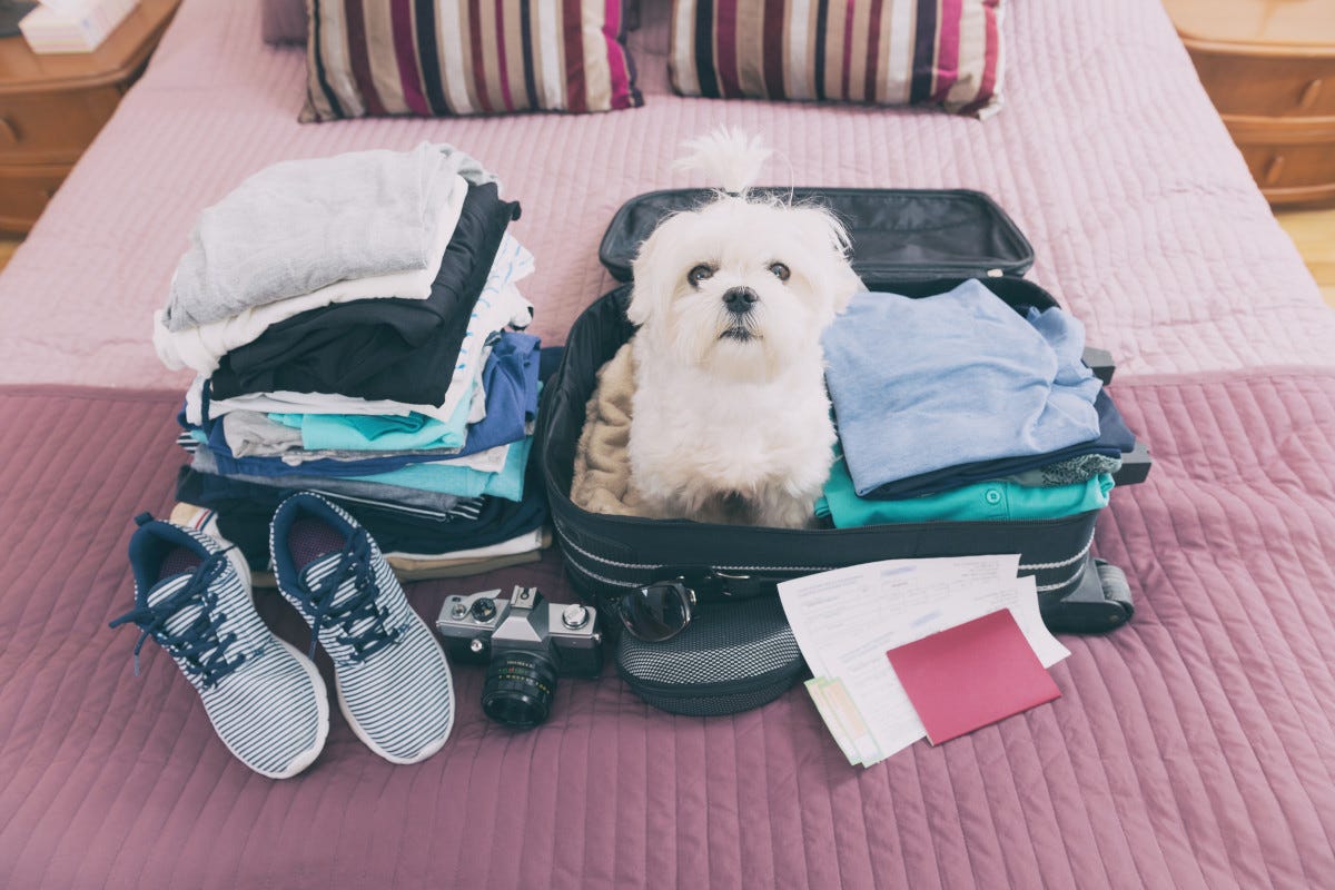 In viaggio con il cane: i consigli dell'esperta per una vacanza felice