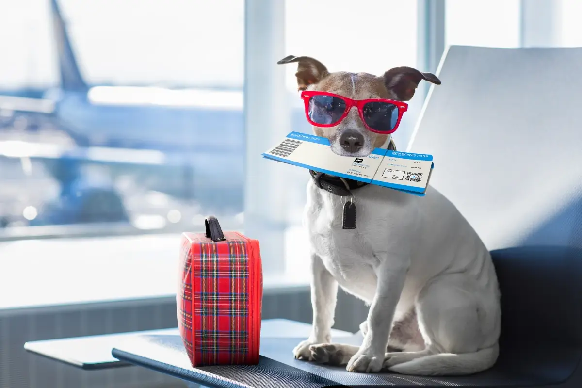 In vacanza col cane, in Italia sono 8,5 milioni di turisti