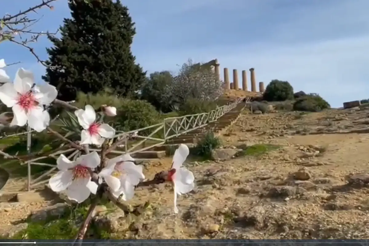 Lo spettacolo dei mandorli in fiore nella Valle dei templi di Agrigento Mandorli in fiore alla Valle dei templi