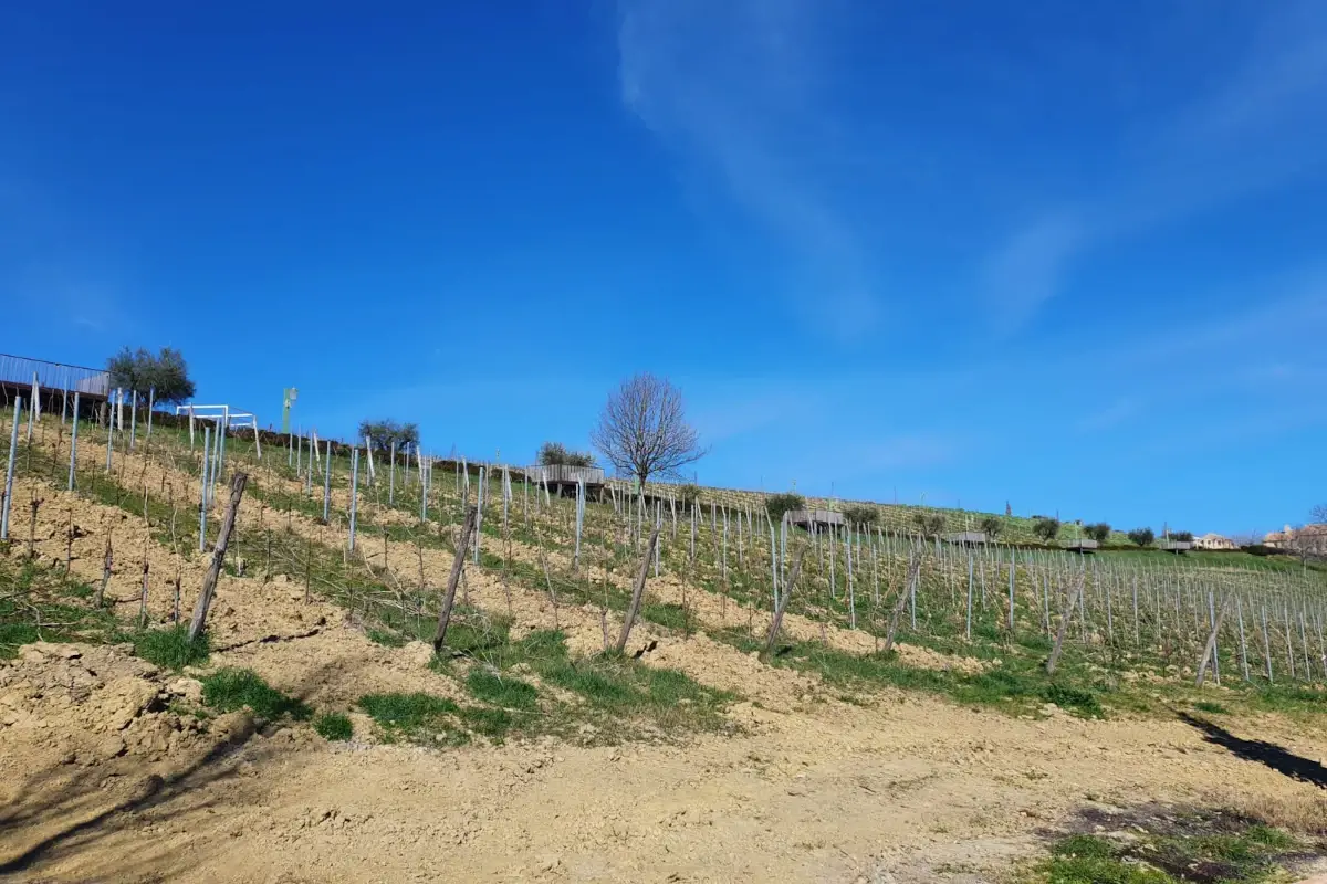 La missione di Ais Marche: &ldquo;Sommelier sempre pi&ugrave; preparati&rdquo;