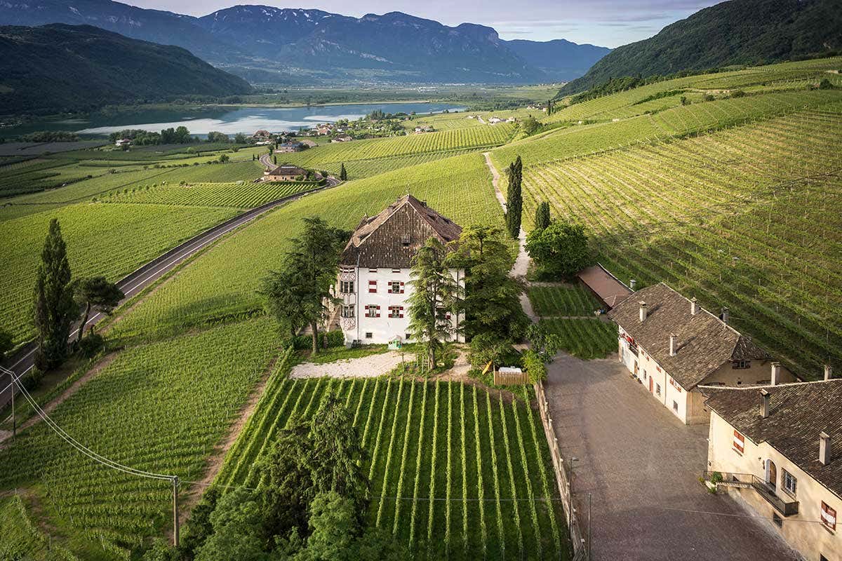 La vigna del Castel Ringberg Elena Walch presenta la Gran Cuv&eacute;e Aton, Pinot Noir Riserva 2017 Alto Adige Doc